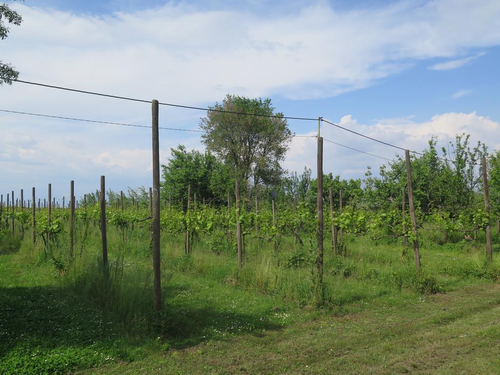 Tenuta Lio Maggiore